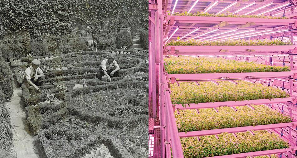 Then and now: professional growing has developed at a rapid pace over past half-century - credit: Getty Images
